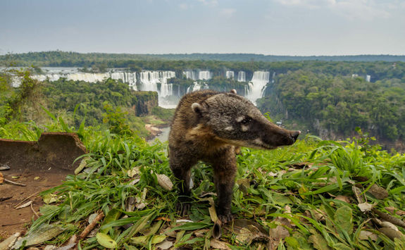 Coati by the Iguacu Falls