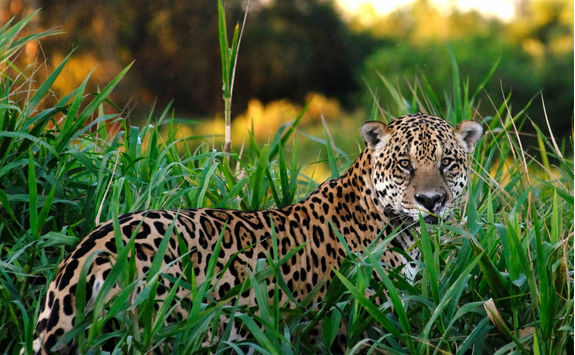 Jaguar in the Pantanal