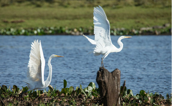 Two silver Herons flying off in Pantanal