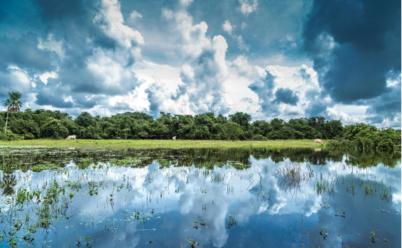 Wetlands in Pantanal