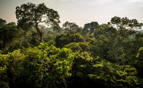 Amazon Tropical Rainforest Canopy