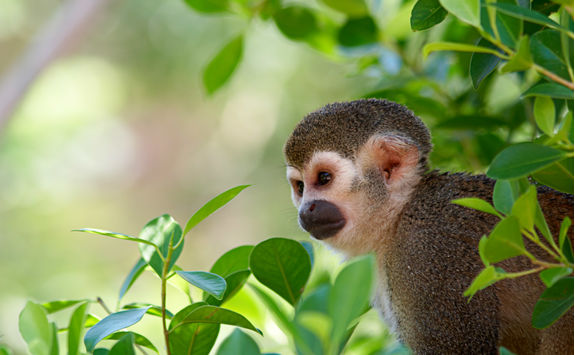 Squirrel monkey