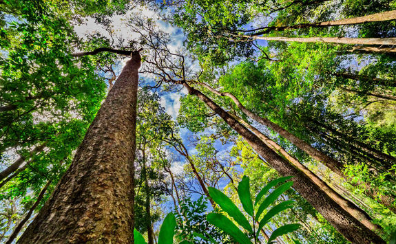Trunk of a giant rainforest tree