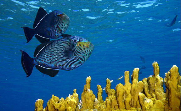 Snorkelling in Brazil