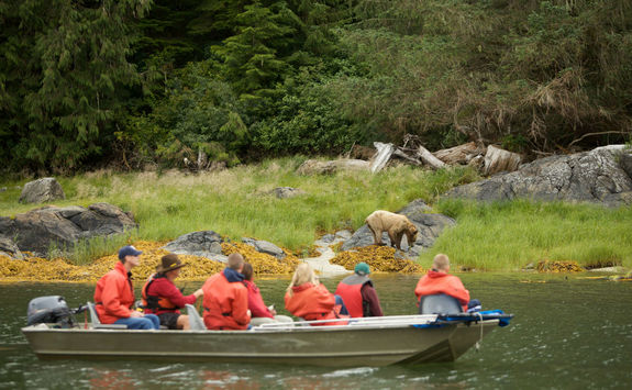 Bear watching tour