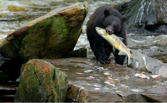 Black bear in Canada
