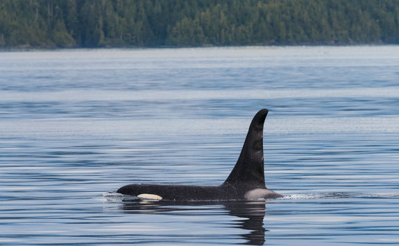 Killer whale in Vancouver Island