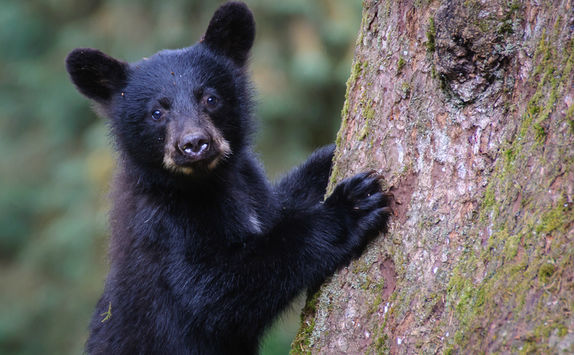 Black bear cub in Canada