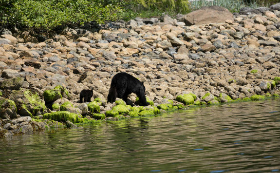 Black bear in Vancouver Island