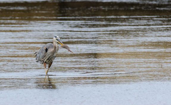 Heron in British Columbia