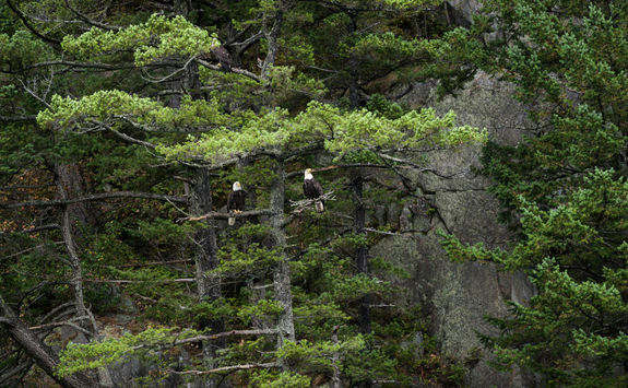 Bald Eagles in Vancouver Island