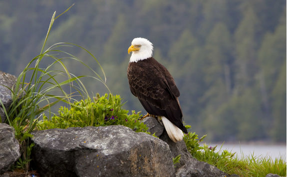 Bald Eagle