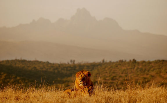 Borana lions at Mt Kenya