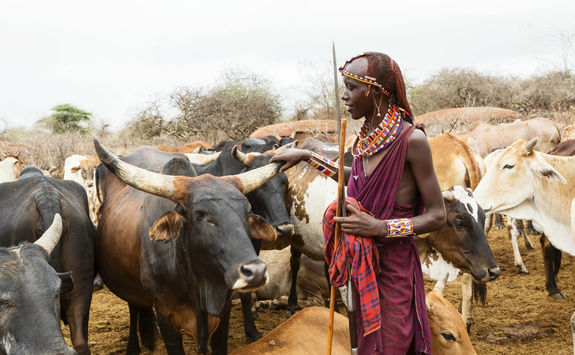 Masai woman and cattle