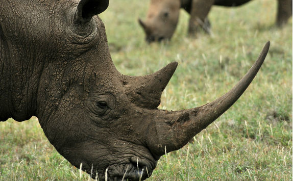 Rhinos