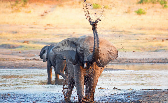 Elephant spraying mud