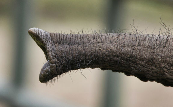 Elephant trunk