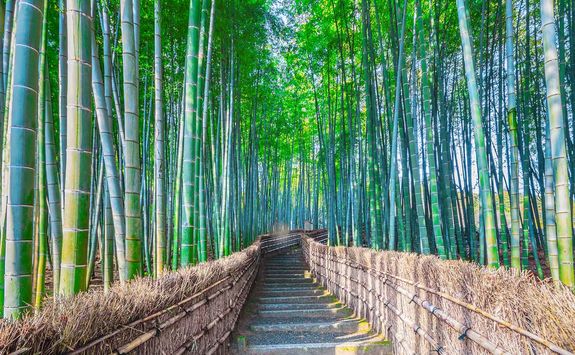 Arashiyama bamboo grove