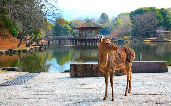 Nara Park deer
