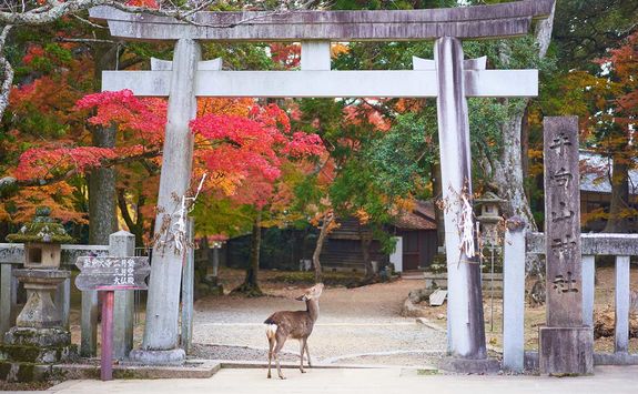 Nara Park deer