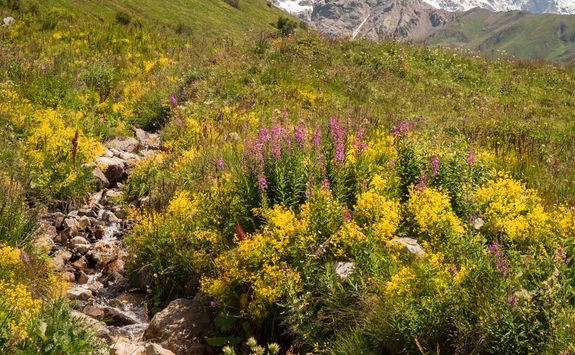 meadow with flowers