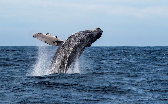 humpback whale breaching