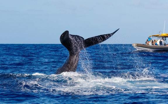 whale watching