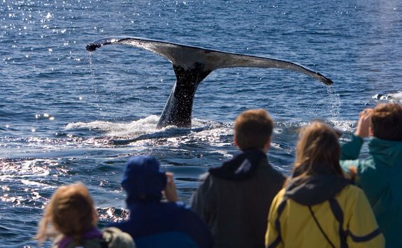 whale watching
