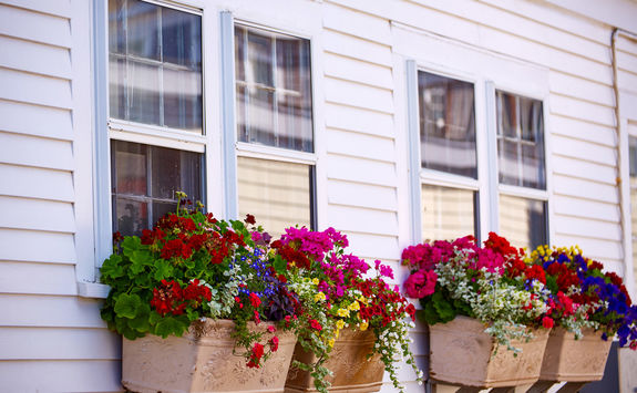 window flowers provincetown