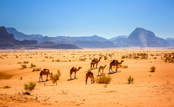 Wadi Rum camels