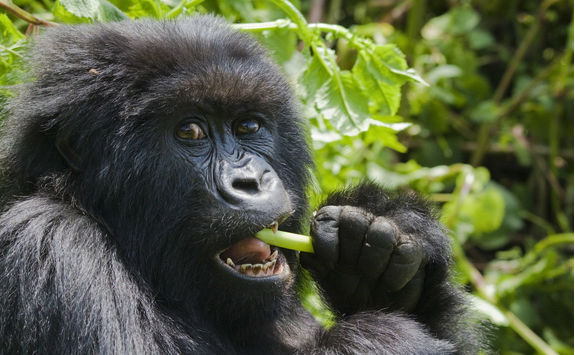 adult gorilla feeding