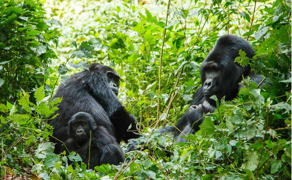 two adult gorillas and a baby in a heavily wooded area