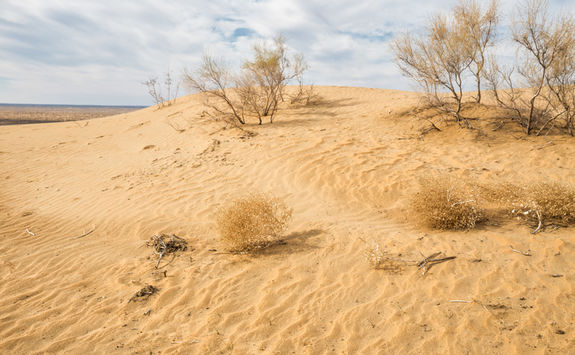 Kyzylkum Desert
