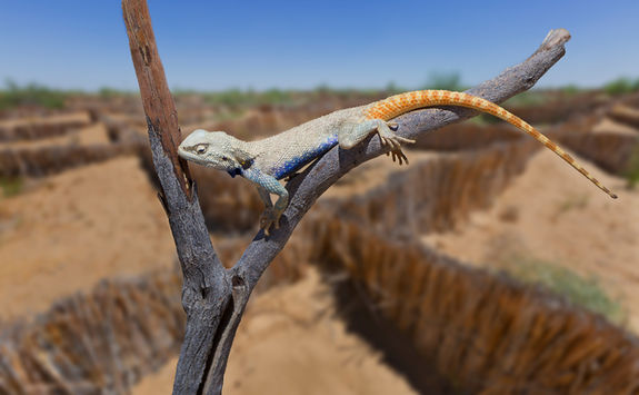 Lizard