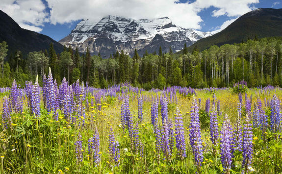 canadian rockies purple flowers