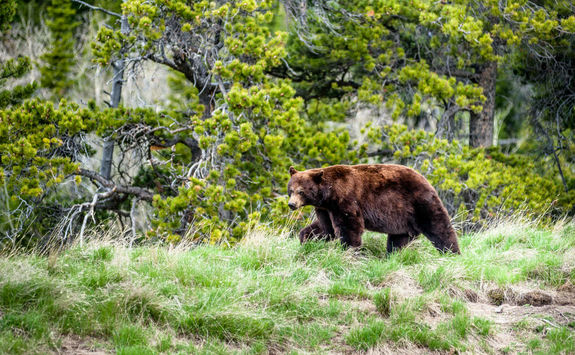 grizzly bear rockies