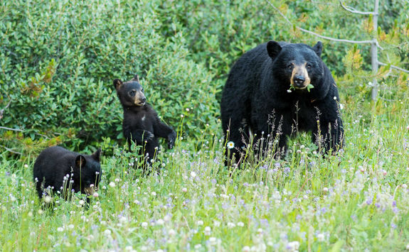 bear family in flowers