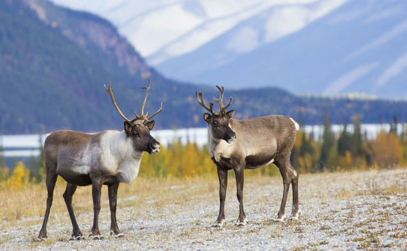 caribou