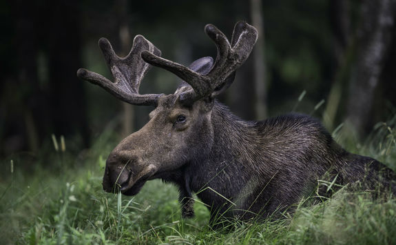 moose elk in grass