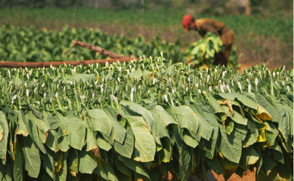 harvesting tobacco