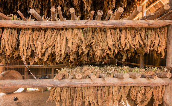 tobacco leaves dying