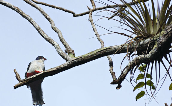 cuban trogon