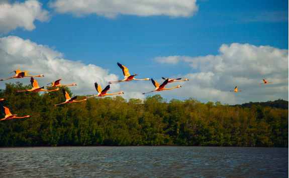 flamingo in cuba