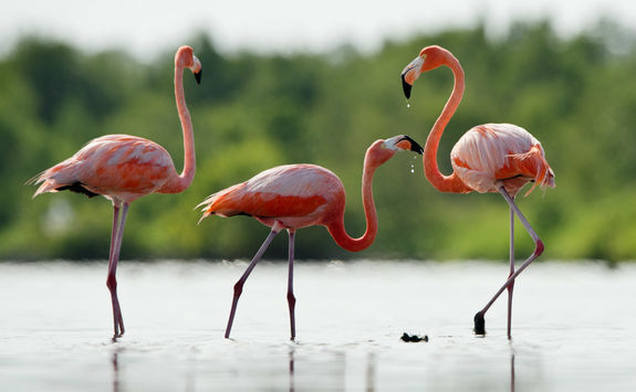 pink caribbean flamingos