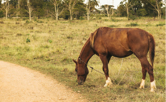 grazing horse in cuba