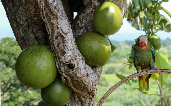 parrot sitting in papaya tree