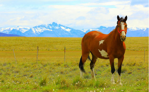 estancia in patagonia