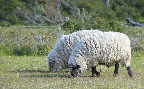 merino sheep
