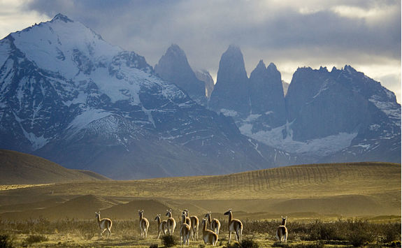 guanacos in torres del paine