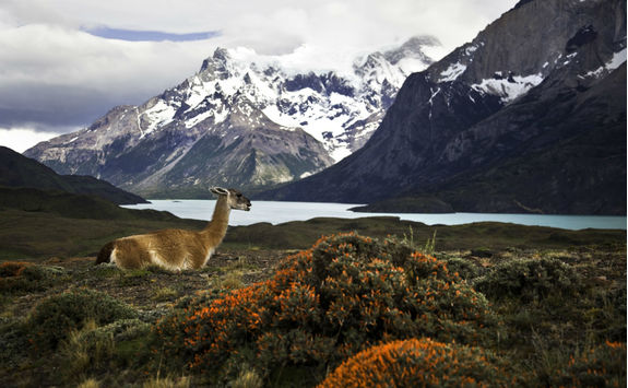 guanaco at torres del paine